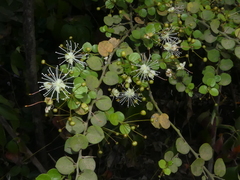 Capparis rotundifolia
