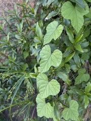 Ipomoea ficifolia