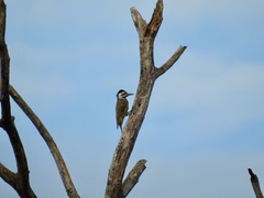 Chloropicus namaquus