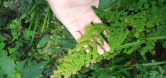 Adiantum concinnum