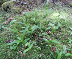 Pterostylis australis