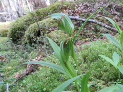 Pterostylis australis