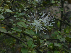 Capparis rotundifolia