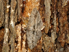 Didymoctenia exsuperata