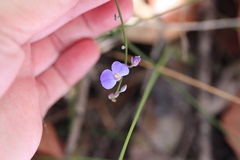 Comesperma volubile