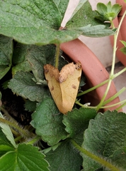 Ophiusa tirhaca