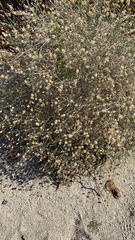 Bebbia juncea