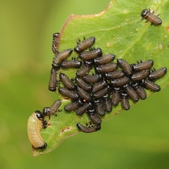 Paropsisterna cloelia
