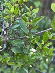 Cryptolepis delagoensis