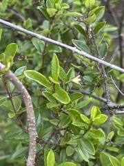 Cryptolepis delagoensis