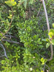 Cryptolepis delagoensis