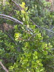 Cryptolepis delagoensis