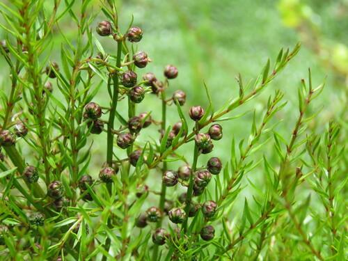 Coriaria angustissima (Coriaria angustissima)