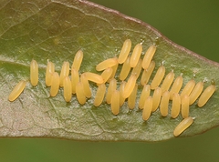 Paropsisterna cloelia