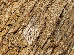 Tamopsis fickerti