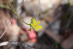 Tricoryne simplex