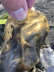 Chrysaora fuscescens