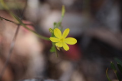Tricoryne simplex