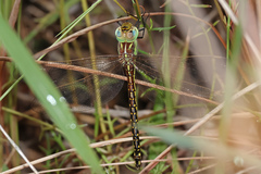 Austrogynacantha heterogena