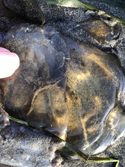 Chrysaora fuscescens