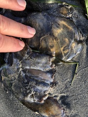 Chrysaora fuscescens