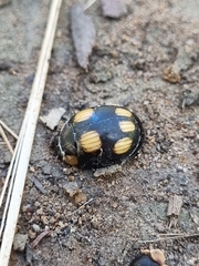 Paropsisterna sexpustulata