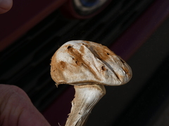 Battarreoides diguetii