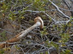 Battarreoides diguetii