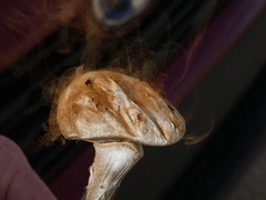 Battarreoides diguetii