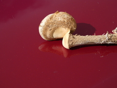 Battarreoides diguetii