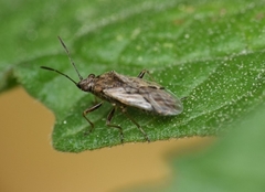 Orsillinae