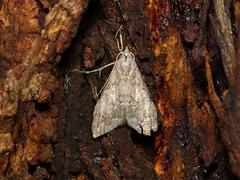 Nola pleurosema
