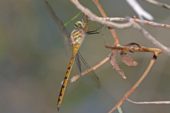 Hemicordulia continentalis