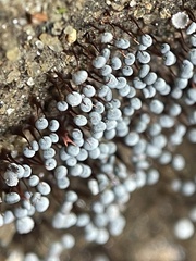 Physarum pezizoideum