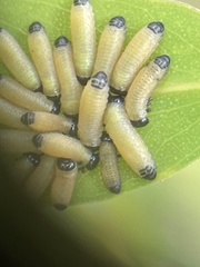 Paropsisterna cloelia