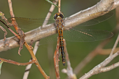 Hemicordulia continentalis