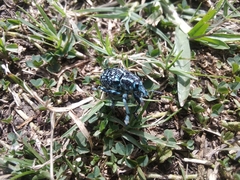 Chrysolopus spectabilis