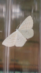 Scopula immutata
