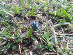 Chrysolopus spectabilis