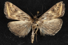 Loxostege cereralis