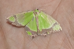 Agathia laetata