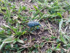 Chrysolopus spectabilis