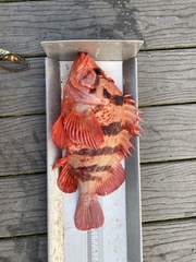 Sebastes nigrocinctus