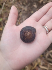 Monadenia infumata