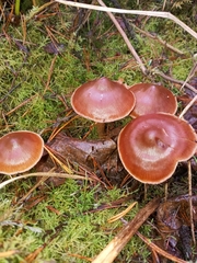 Cortinarius brunneus