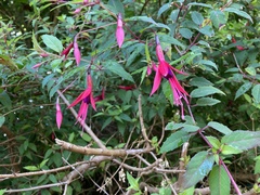 Fuchsia magellanica