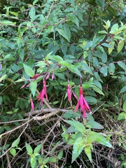 Fuchsia magellanica