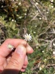 Actinotus minor