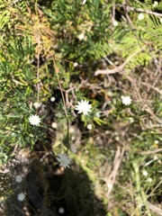 Actinotus minor