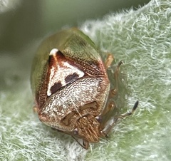 Eupolemus angularis